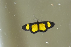 Cyllopoda jatropharia