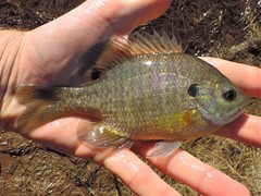 Lepomis macrochirus macrochirus