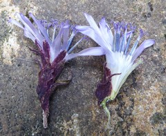 Melanoseris bracteata
