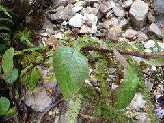 Melanoseris bracteata