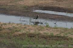 Vanellus armatus × albiceps