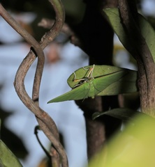 Parotis punctiferalis