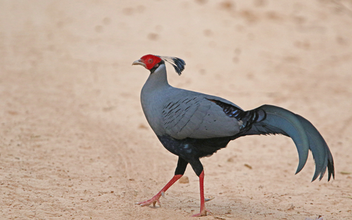 Siamese Fireback (Lophura diardi)
