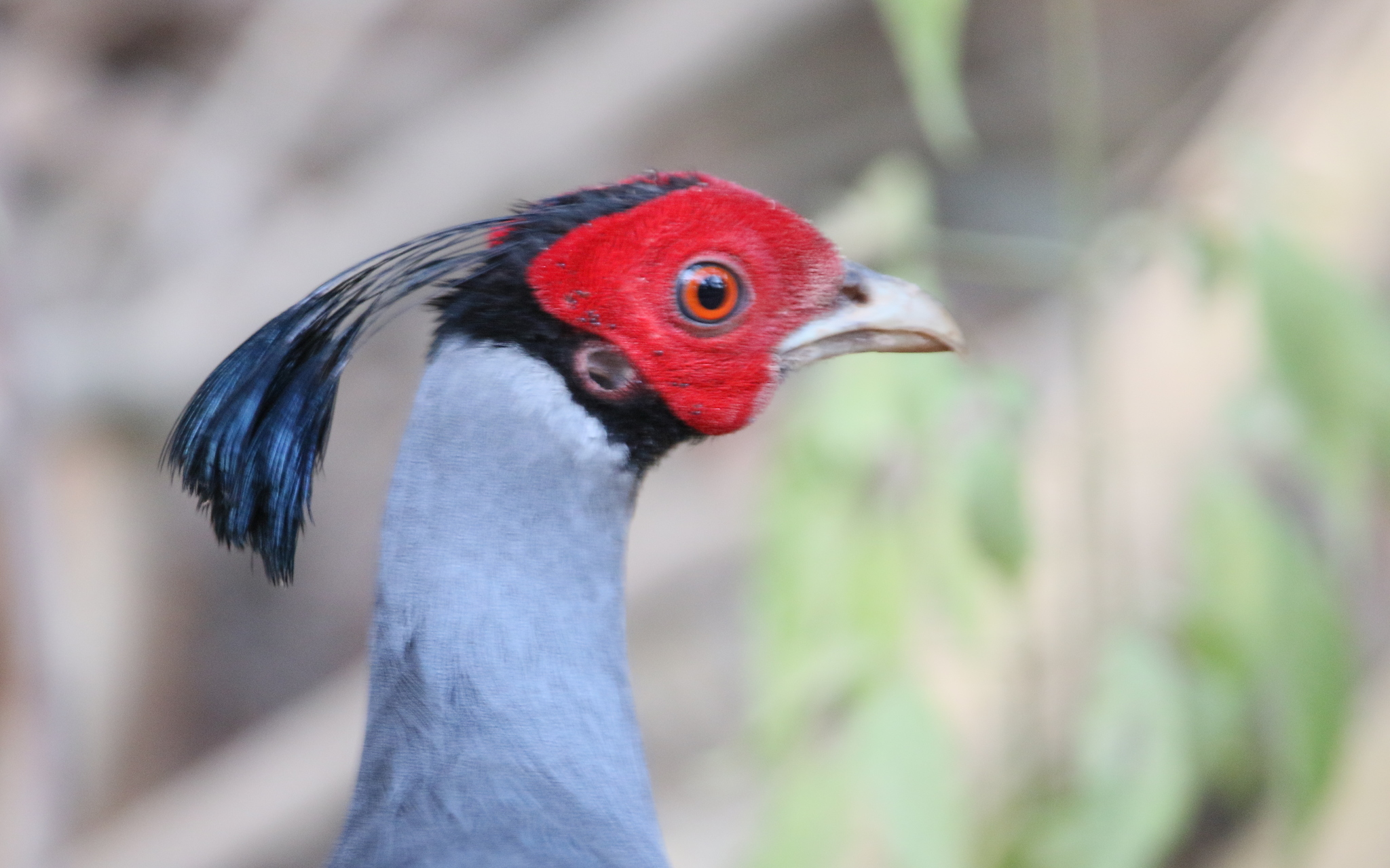 Siamese Fireback illustration