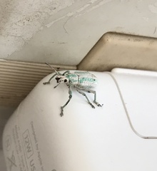 Compsus viridivittatus