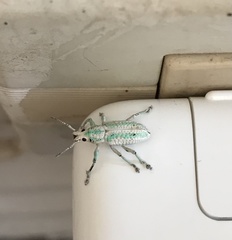 Compsus viridivittatus