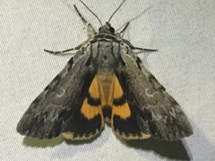 Catocala gracilis