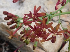 Codonorhiza micrantha