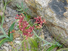Codonorhiza micrantha