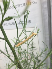 Geometridae