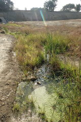 Sagittaria sanfordii