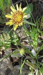 Tragopogon castellanus