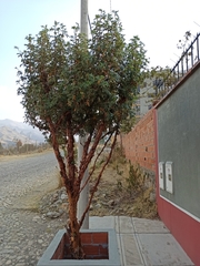 Polylepis neglecta