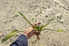 Sagittaria sanfordii