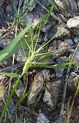 Aegilops triuncialis