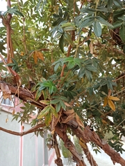 Polylepis neglecta