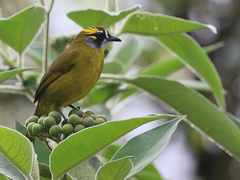 Pycnonotus penicillatus