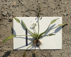 Sagittaria sanfordii