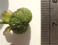 Sagittaria sanfordii