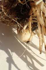 Sagittaria sanfordii