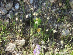Tragopogon castellanus