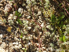 Corrigiola telephiifolia