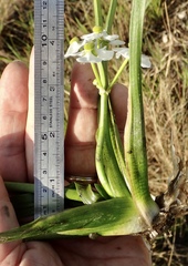 Sagittaria sanfordii