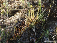 Petrosedum amplexicaule