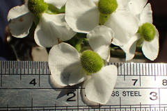 Sagittaria sanfordii