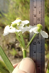 Sagittaria sanfordii