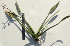 Sagittaria sanfordii