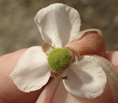 Sagittaria sanfordii