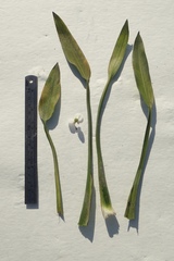 Sagittaria sanfordii