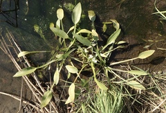 Sagittaria sanfordii