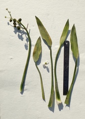 Sagittaria sanfordii