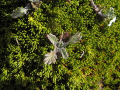 Dracophyllum muscoides