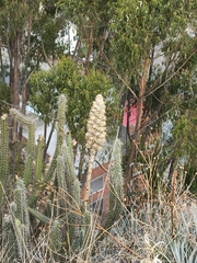 Puya herzogii