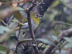 Zosterops ceylonensis