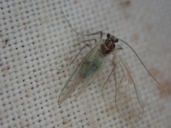 Stenopsocus