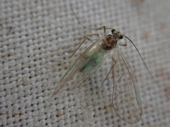 Stenopsocus