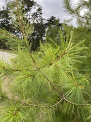 Pinus strobus var. chiapensis image