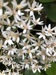 Olearia townsonii
