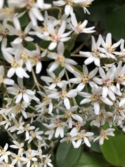 Olearia townsonii