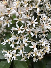 Olearia townsonii