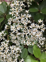 Olearia townsonii