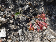 Codonorhiza micrantha