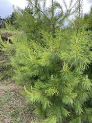 Pinus strobus var. chiapensis image