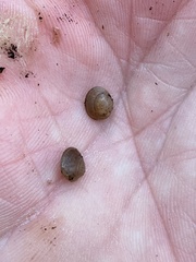 Sphaerium occidentale