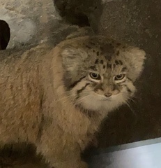 Otocolobus manul