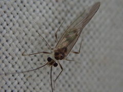 Stenopsocus